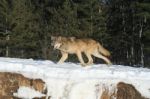 Gray Wolf Stock Photo