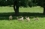 Fallow Deer (dama Dama) Stock Photo