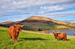 Highland Angus Cow Stock Photo