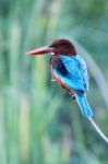 White-throated Kingfisher Stock Photo