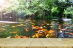 Perspective Wood View With Backyard Koi Fish Pond Background Stock Photo