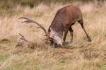 The Deer Of Richmond Park Stock Photo