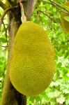 Jack Fruit Stock Photo