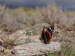 Butterfly In The Alpujarra Stock Photo