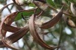 Dry Leaves And Blossom Stock Photo