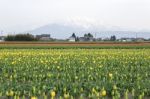 Tulip Flowers In The Farm Stock Photo