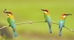 Chestnut-headed Bee-eater Stock Photo