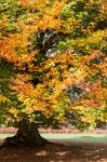 Ashdown Forest, Sussex/uk - October 29 : Beech Tree In The Groud Stock Photo