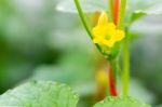 Watermelon Flower With Young Watermelon Stock Photo