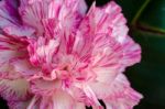 Close Up Carnation Flower Stock Photo