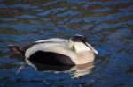 European Eider Duck Somateria Mollissima Mollissima Stock Photo