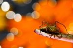 Beautiful Spider On Orange Background Stock Photo