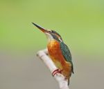 Female Common Kingfisher Stock Photo