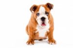 English Bulldog Puppy Stock Photo