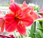 Colorful Tulips In Garden Stock Photo