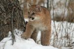 Baby Cougar Stock Photo