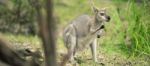 Wallaby Outside By Itself Stock Photo