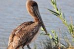 Brown Pelican Resting Stock Photo