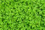 Selaginella Kraussiana Green Small Plant Stock Photo