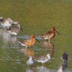 Asian Dowitcher Stock Photo