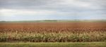 Field Of Australian Sorghum Stock Photo