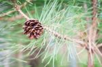 Branch Of Tree With Pine Cones Stock Photo