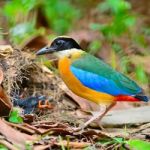 Blue-winged Pitta Stock Photo