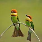 Chestnut-headed Bee-eater Stock Photo