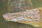 Crocodile Head With Closed Jaws Closeup Stock Photo