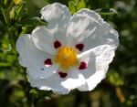 Cistus Lucitanica Decumbens Stock Photo