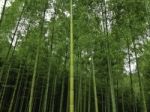 Japanese Fresh Green Bamboo Stock Photo