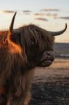 Highland Cow On The Farm Stock Photo