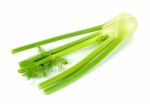 Fresh Fennel Isolated On The White Background Stock Photo