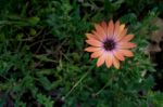 Calendula Flower Stock Photo