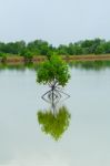 Little Mangrove Tree Stock Photo