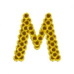 Isolated Sunflower Alphabet M Stock Photo