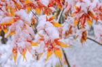 Red Fall Maple Tree Covered In Snow,south Korea Stock Photo