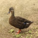 Closeup Of Duck Stock Photo