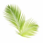 Green Palm Leaves Isolated On White Background Stock Photo