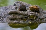 Eye Of Crocodile Stock Photo