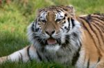 Siberian Tiger (panthera Tigris Altaica) Stock Photo