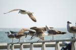 Group Of Seagulls On Pier Stock Photo