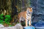 Tiger Beside The Water Stock Photo