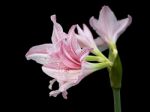 Pink Star Lily Stock Photo