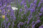 Lavender Field Stock Photo