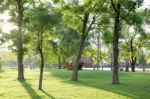 Trees And Green Grass In The Park Stock Photo