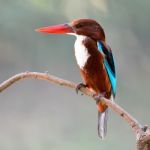 White-throated Kingfisher Stock Photo