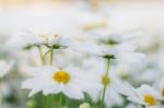 White Cosmos With Pure Stock Photo