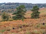 Exmoor Ponies Grazing In The  Ashdown Forest In Autumn Stock Photo