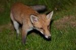 Wild Red Fox Stock Photo